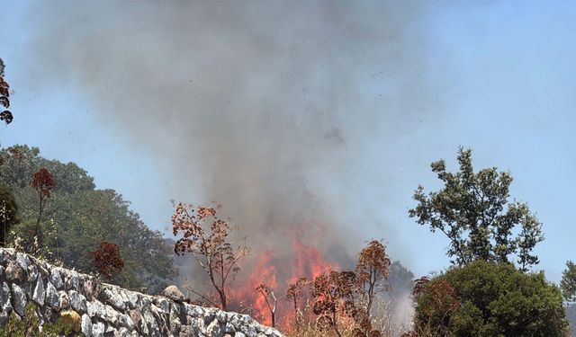 Bodrum'daki yangında 2 hektar alan zarar gördü