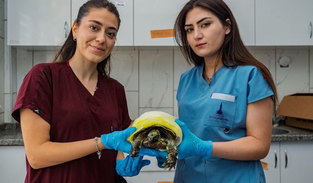 İzmir'de orman yangınından kurtarılan kaplumbağa tedavi altında!