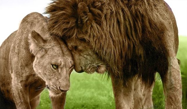 Aslan burcu kadını ve Aslan erkeği burç uyumu: Kova ile Aslan burcu nasıl anlaşır?