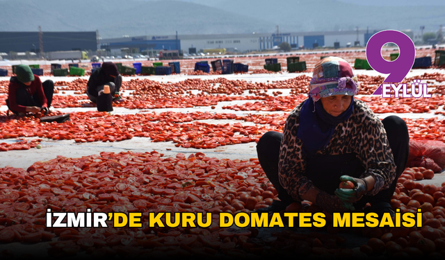 İzmir'de kuru domates mesaisi