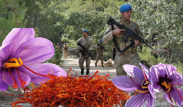 Kilosu 600 bin TL'ye fırlayınca Jandarma tarlada nöbet tutmaya başladı