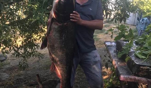 20 kilo ağırlığında som balığı yakaladı