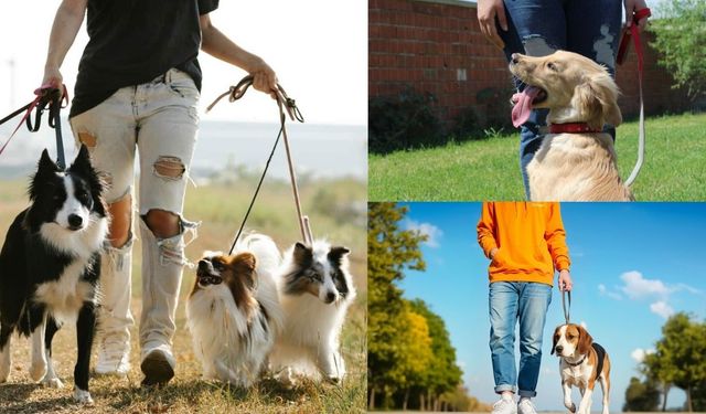 İzmir'deki En Güzel Köpek Parkları: Pati Dostlarına Özel Yeşil Alanlar