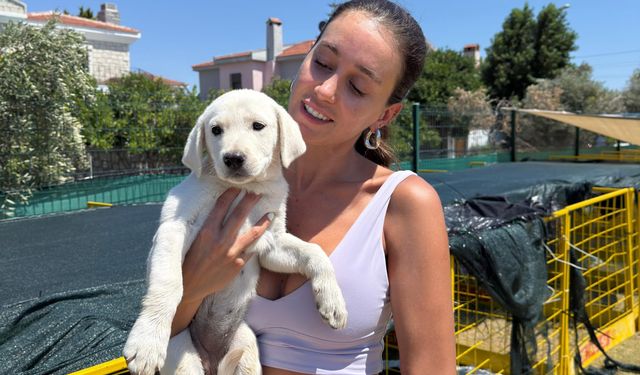 Çeşme’de yangından kurtulan patili dostlar yeni yuvalarını arıyor