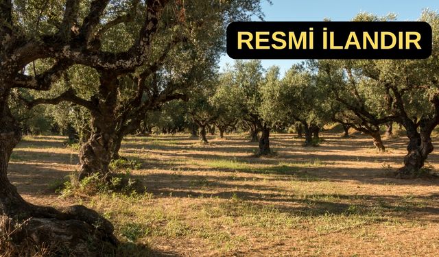 Bayındır Vergi Dairesi Müdürlüğü zeytinlik satıyor