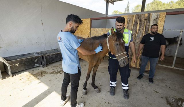 Aç ve susuz bırakılan atlar İzmir’de güvenli yuvaya kavuştu