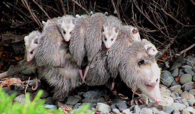 “Scrat'ın akrabası mı?” Keseli sıçanlar gerçek hayatta da var!