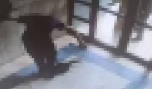 Başakşehir'de bir kediyi işkenceyle öldüren şahıs tutuklandı