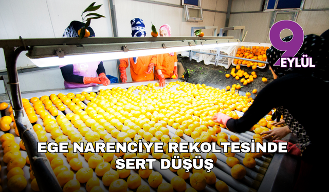 Ege narenciye rekoltesinde sert düşüş