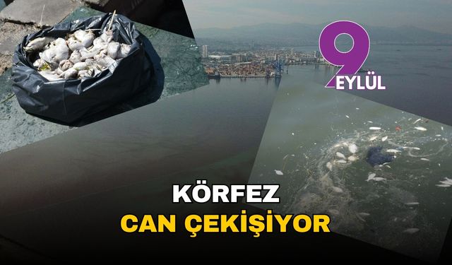 İzmir Körfezi can çekişiyor: Balık ölümleri ve ağır koku, sahilleri esir aldı!