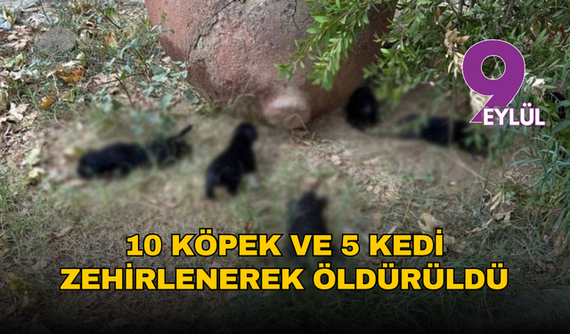 İzmir Selçuk'ta hayvan katliamı: 10 köpek ve 5 kedi zehirlenerek öldürüldü