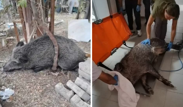 Bornova’da bulunan yaralı domuz Doğal Yaşam Parkı’nda sağlığına kavuştu