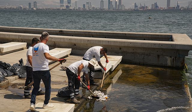 İzmir Körfezi’ndeki ölü balıklar sahilleri yeniden doldurdu