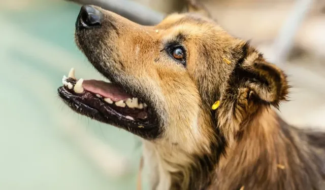 İstanbul’da sokak köpekleri için yeni karar: 39 ilçe kaymakamlığına talimat gönderildi