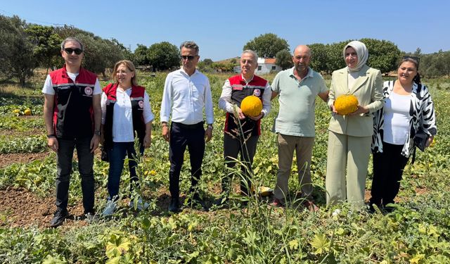 Meşhur Çeşme kavununda hasat zamanı başladı