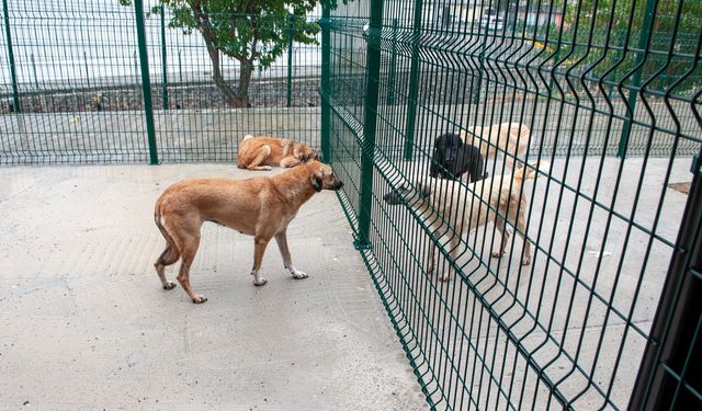 Karşıyaka’da sahipsiz can dostlar için örnek tesis!