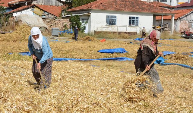Manisa’nın yayla fasulyesi Türkiye’ye yayılıyor
