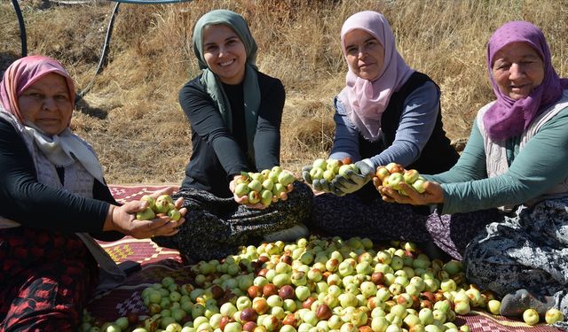 Manisa’da kadınların hünnap mesaisi başladı