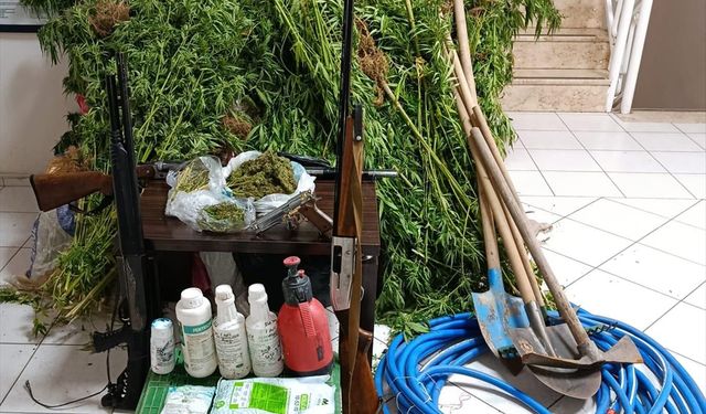 İzmir'de Hint keneviri yetiştiren şüpheli yakalandı