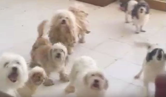 İzmir’de evde tutulan 20 köpek kurtarıldı: Aynı adrese 3’üncü baskın