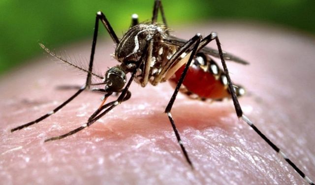 Chikungunya salgını: 1714 vaka, 3. seviye acil durum