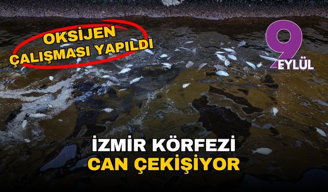 İzmir Körfezi can çekişiyor: Oksijensizlikten kıyıya vuran balıklar ve yükselen koku isyan ettirdi