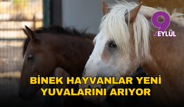 Pako’da umut kapısı: Binek hayvanlar yeni yuvalarını arıyor