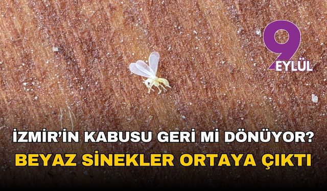 İzmir'in kabusu geri mi dönüyor? Beyaz sinekler ortaya çıktı!