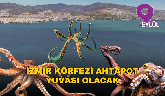 İzmir Körfezi ahtapot yuvası olacak