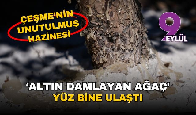 İzmir Çeşme'nin unutulmuş hazinesi geri döndü: "Altın damlayan ağaç" sayısı 100 bine ulaştı