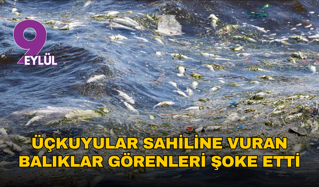 İzmir Körfezi’nde balık ölümleri endişe veriyor: Üçkuyular sahilinde kıyıya vuran balıklar görenleri şoke etti