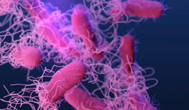 ABD'de 'gıda terörü' alarmı: Salmonella salgını 10 eyalete yayıldı, 7 kişi hastanelik oldu