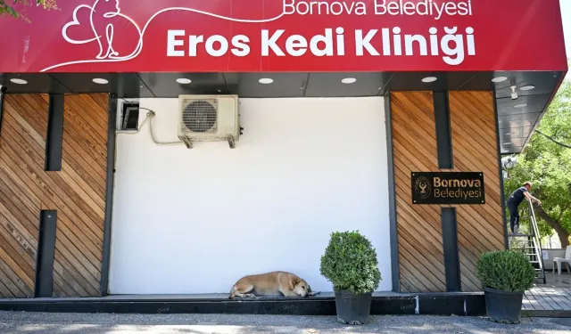 İzmir’de Eros Kedi Kliniği hayvanseverlerin yeni adresi oldu