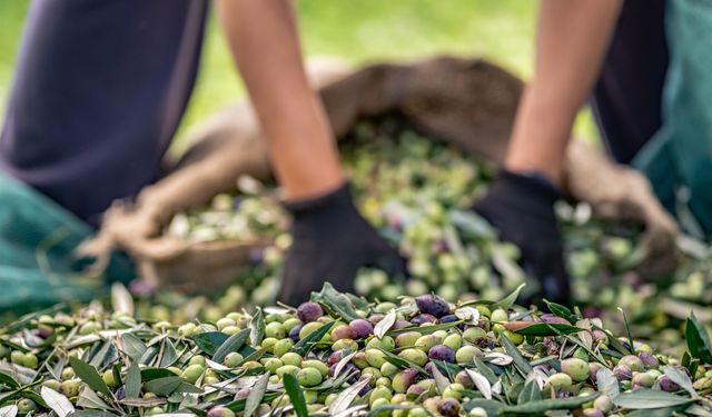 Aliağa'da zeytin hasat şenliği düzenlendi