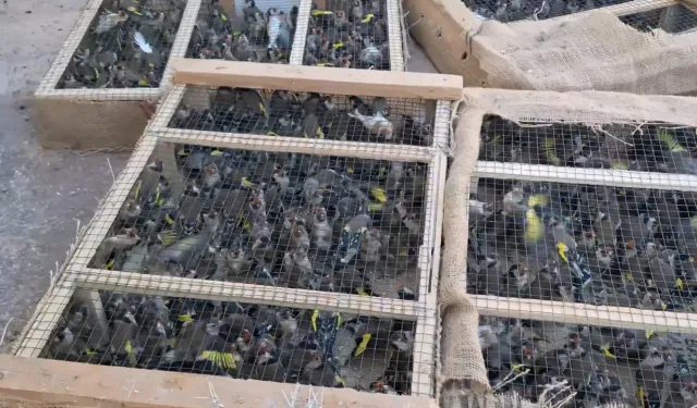 Saka kuşu kaçakçılığına milyonluk ceza!