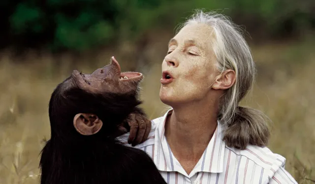 Şempanzelerin dostu Jane Goodall 91 yaşında yaşamını yitirdi