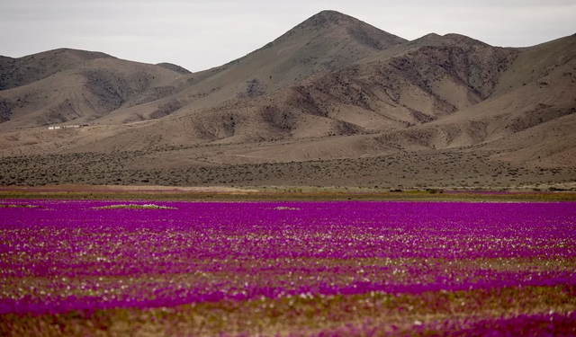 Dünyanın en kurak çölü Atacama çiçek bahçesine dönüştü: Görüntüler şaşkınlık yarattı
