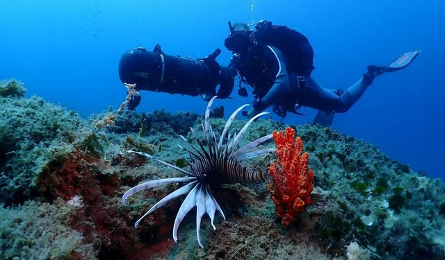 Dalış tutkunları ender deniz canlılarını görüntülüyor