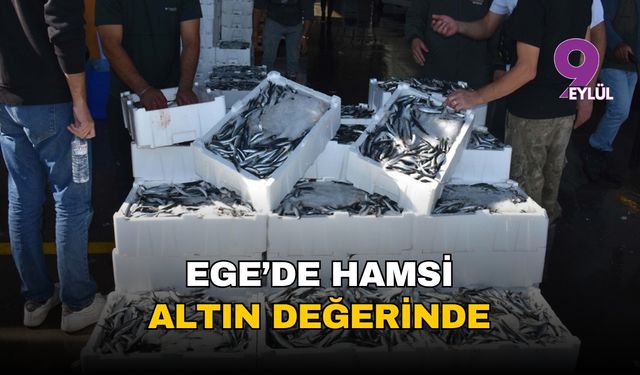 Ege'de hamsi altın değerinde: İhracat patladı, tezgahta fiyatı 300 TL'yi gördü