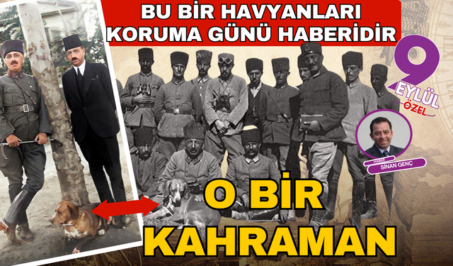 Grey sadece bir köpek değildi, İzmir'e giren bir kahramandı