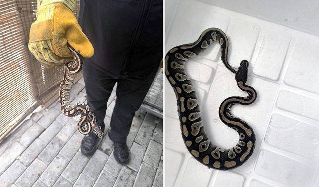 Cebinden yavru piton çıkan kişiye ceza