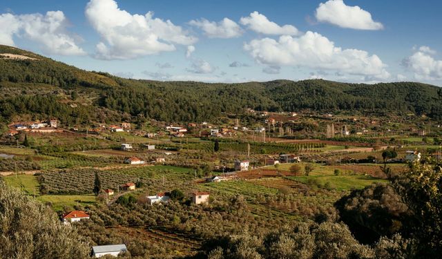 Seferihisar’da ‘Orhanlı Köyü 2’nci Zeytin Hasadı Festivali’ başlıyor