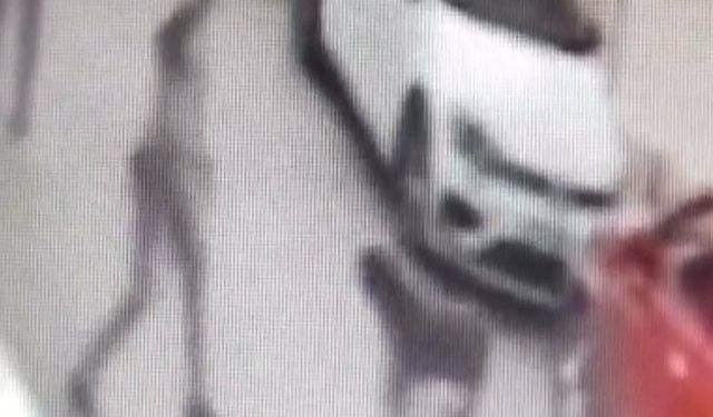 İzmir'de sokak köpeğine kemerli saldırı: Görüntüler infial yarattı, şüpheli gözaltında