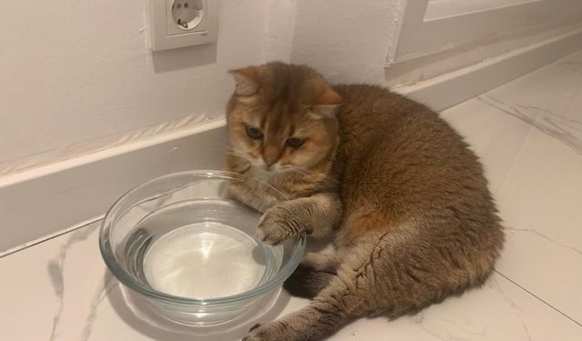 Takıntı hastası kedi ‘Artas’a antidepresanlı tedavi
