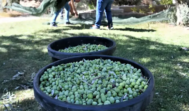 Zeytin alım fiyatları açıklandı