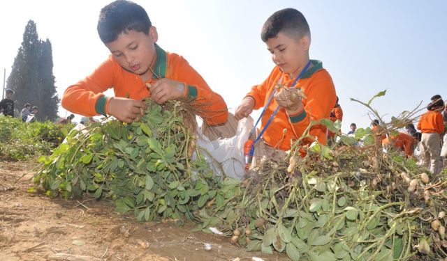 Ödemiş'te yer fıstığı hasadı şenliğe dönüştü: Minik eller geleceğin tarımı için toprağa indi