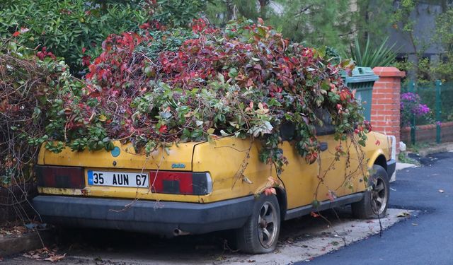 Karabağlar'da 8 yıldır park halinde duran otomobil sarmaşıklarla kaplandı