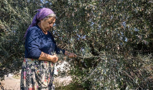 Bornova Belediyesi'nden üreticiye destek
