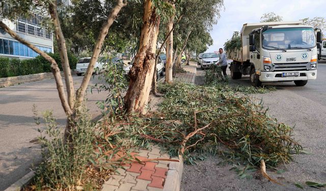 Buca’da kışa hazırlık için ağaçlarda bakım hızlandı