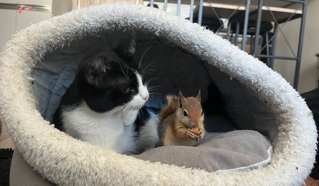 Epileptik nöbet geçiren sincap, tedavi için yurt dışına gönderilecek